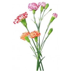 Mini Carnations - Novelty Assorted (bunch of 10 stems)